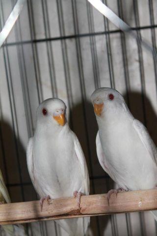 Baby Parakeets