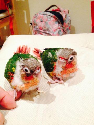 BABY PARROT *** Yellow sided Green Cheek Conure *****