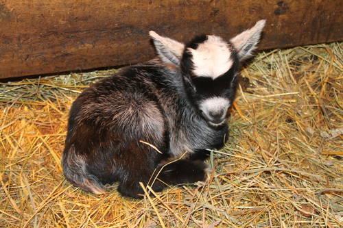 Baby Pygmy Goats