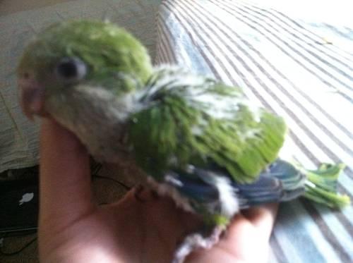 Baby Quaker Parrots