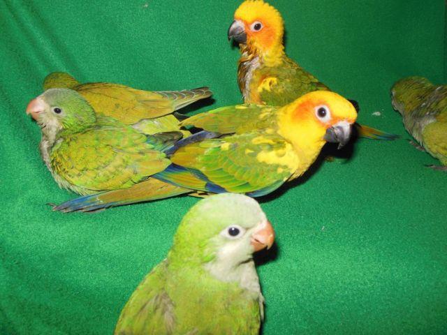 Baby quakers and sun conures