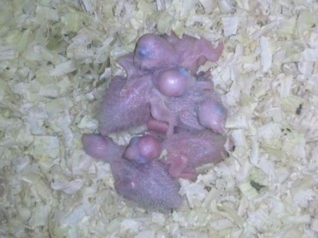 Baby Yellow Sided Conures for Sale !