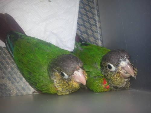 Baby Yellow Sided Conures for Sale!