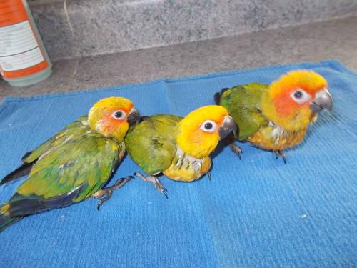 Baby Yellow Sided Conures
