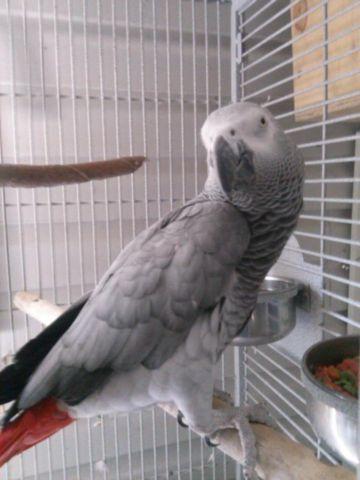 Beautiful African Grey Parrot ( Female )