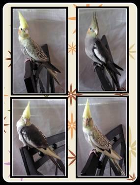 Beautiful Baby Cockatiels For Sale