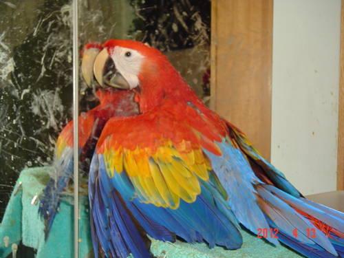 Beautiful Baby Scarlet Macaw