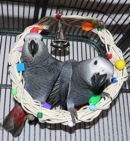 Beautiful Hand Raised African Grey Parrots