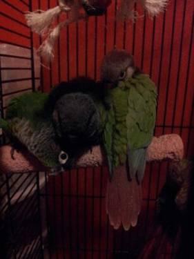 Beautiful hand tame and hand fed baby Green Cheek Conures