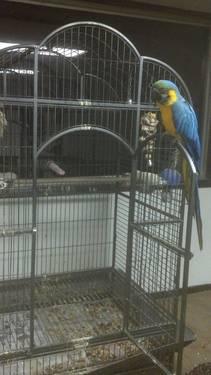Beautiful Macaw and huge cage