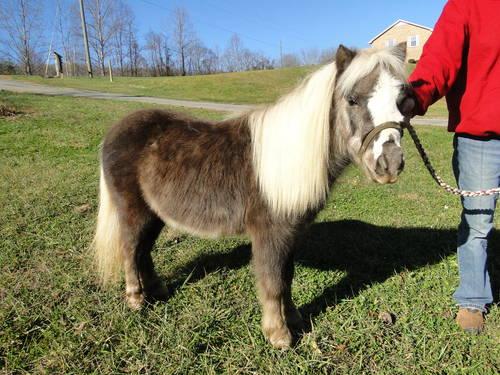 Beautiful Mini Horse Perfect for Christmas!