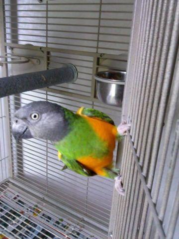 Beautiful Senegal Parrot Comes with a large cage