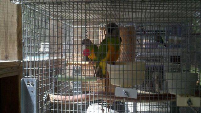 Beautiful Senegal Parrot ( male )