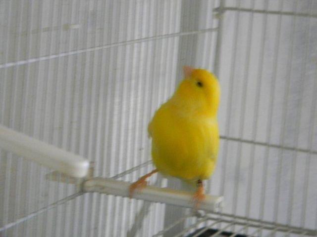 Beautiful Yellow Canaries