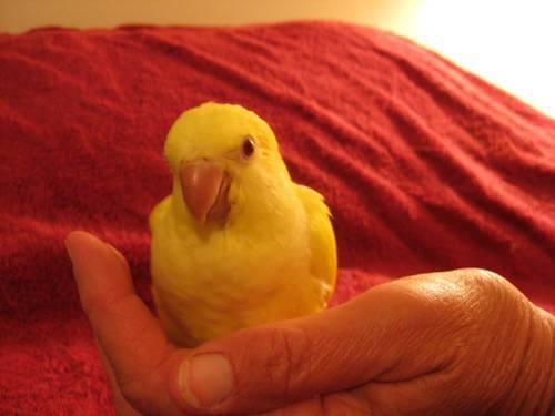 Beautiful Yellow Quaker Parakeets