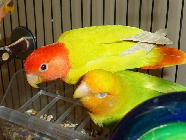 Big big Sale on Vibrant colored Fischer and Peach Faced Lovebirds!!!