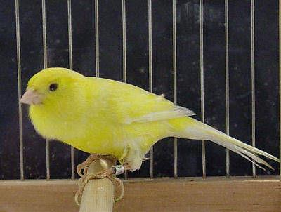 Birds, canary pair, variegated glosters