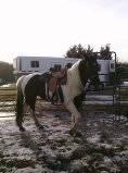 Black and white 50% Friesian mare
