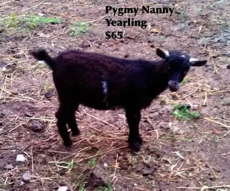Black Pygmy Nanny Goat
