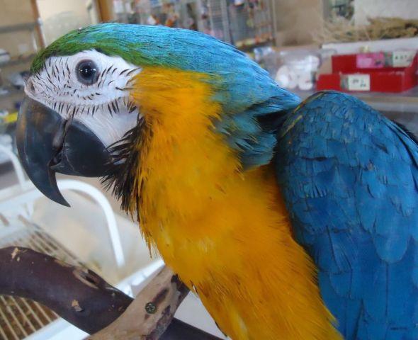 Blue and Gold Macaw Baby - Handfed Supertame and Gorgeous!