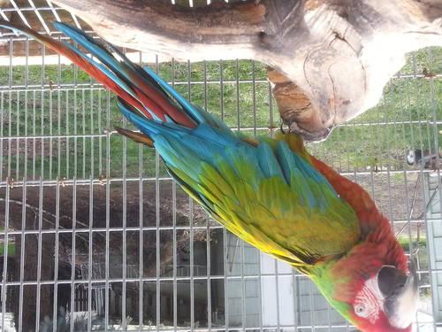 blue and gold macaws proven breeders
