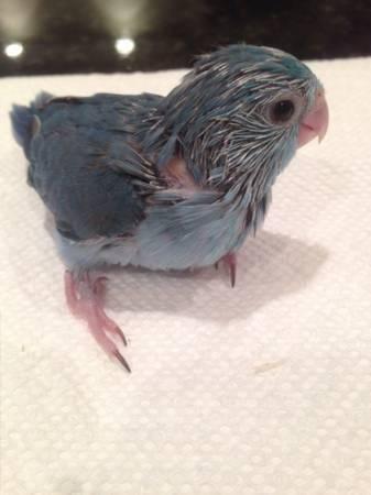 Blue Baby Parrotlets