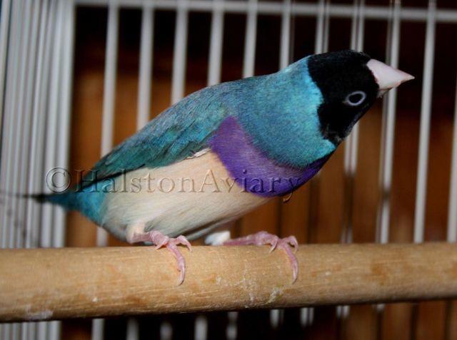 Blue Lady Gouldian Finches