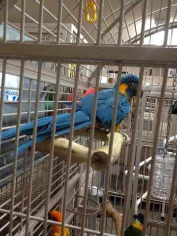 Blue Throat Macaws