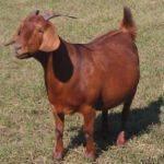 Boer Goats, Fullblooded & Percentage and Katahdin Sheeps