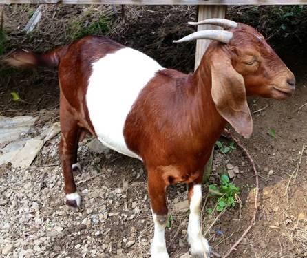 Boer Goats/Boer Goat Percentages