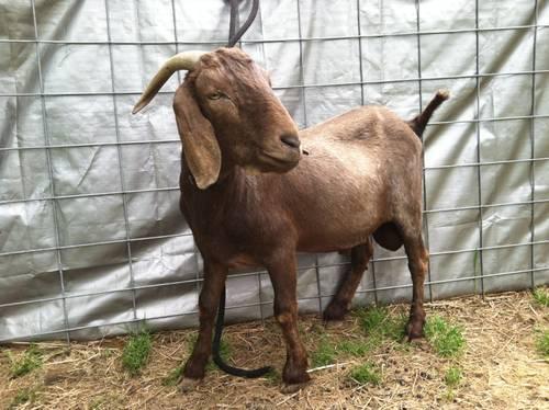 Boer/Nubian buck goat