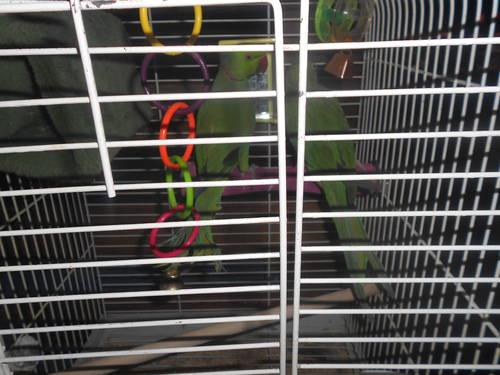 Bonded Breeding Pair of Indian Ringneck Parakeets, Might Trade.