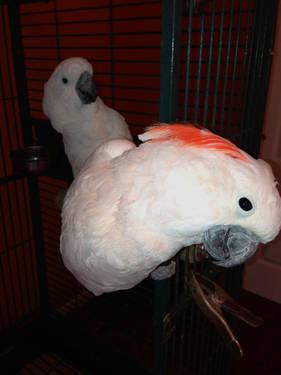 Bonded pair male and female eclectus parrots
