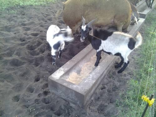 Bottle Baby Goats!!