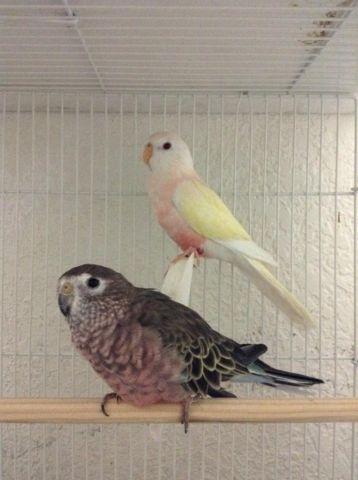 Bourke Parakeet pair