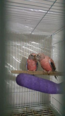 Bourke Parakeets