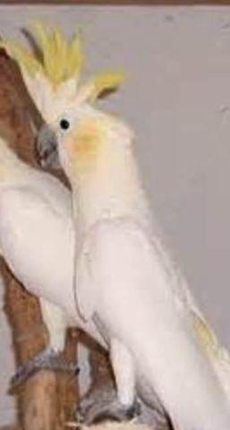 BREEDER MALE ROSE BREASTED COCKATOO