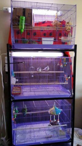 Breeding Cage - stack of 4