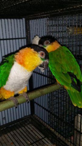 Breeding pair of Bh Caique for sale