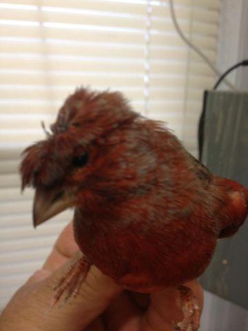 Brunze Canary for sale