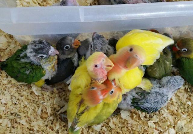 buying jenday conures