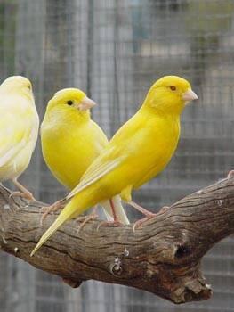 canaries .... Canaries ( Spanish Timbrado Canaries )