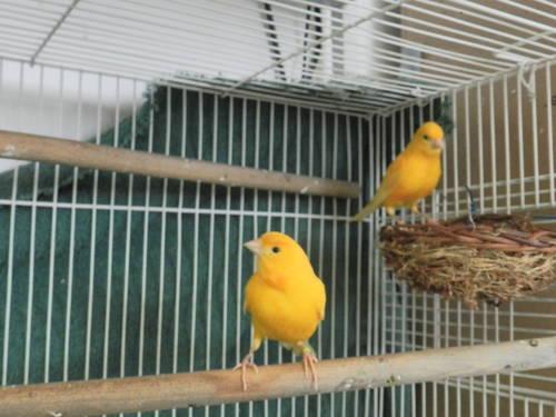 canaries, canary pair.