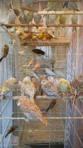Canaries for Sale $40 and Up