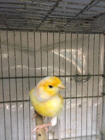 Canaries for sale Brunze Red Factors and MORE!!!!!
