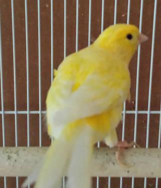 Canary For Sale $35