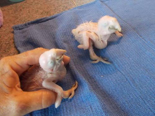 Catalina Macaw Babies