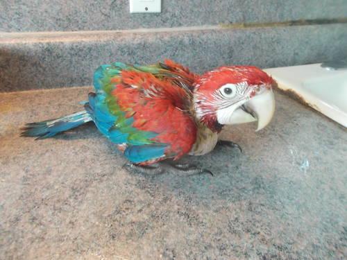 Catalina Macaw Baby