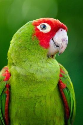 Cherry head Amazon parrot