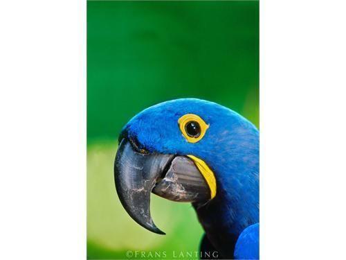 chestnut macaws